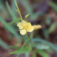 <i>Chamaecrista mimosoides</i>  (L.) Greene